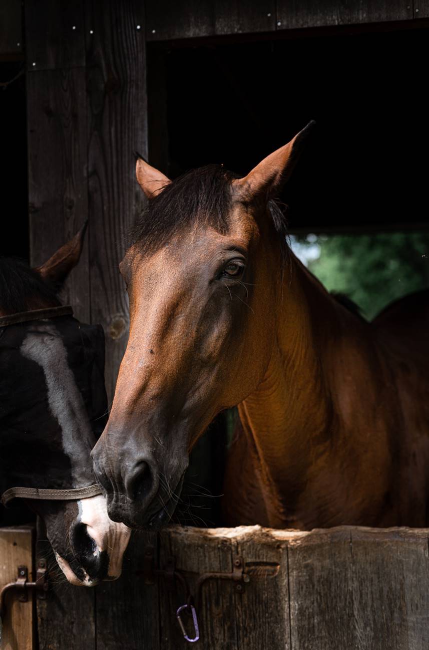 Photo of a horse